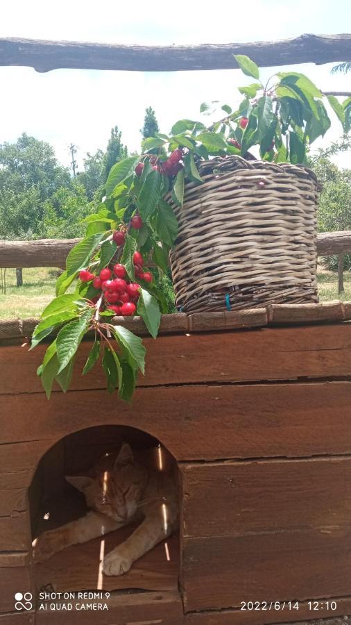 Etna, Salvia E Rosmarino Villa Maletto Buitenkant foto